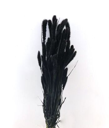Fleurs séchées - Setaria noir