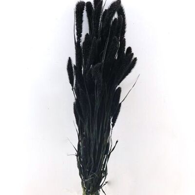 Droogbloemen - Setaria zwart