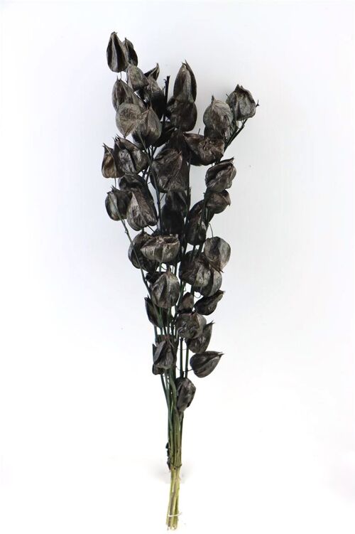 Droogbloemen - Physalis - 70 cm -  zwart