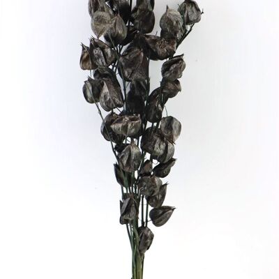 Fleurs séchées - Physalis - 70 cm - noir