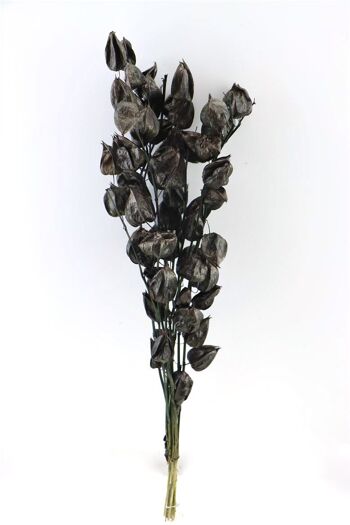 Fleurs séchées - Physalis - 70 cm - noir