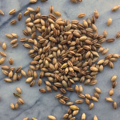Naked Barley, Wholegrain, Organic - 500g pack