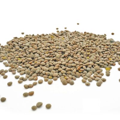 Olive Green Lentils - 25kg bag - SAVE 25%
