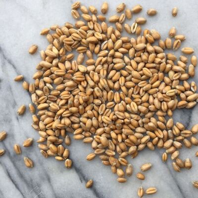 YQ Wheat, Organic Wholegrain - 25kg bag - SAVE 40%