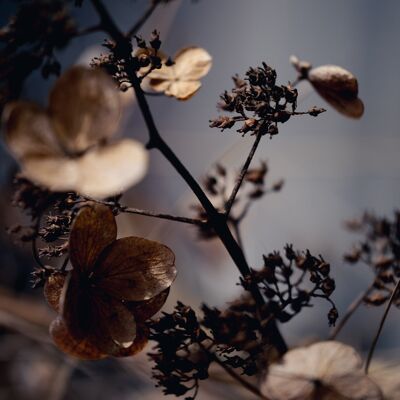 Dried flower photography print: This is life - Medium