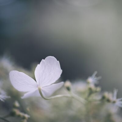 Flower photography print: Summer dream - Small