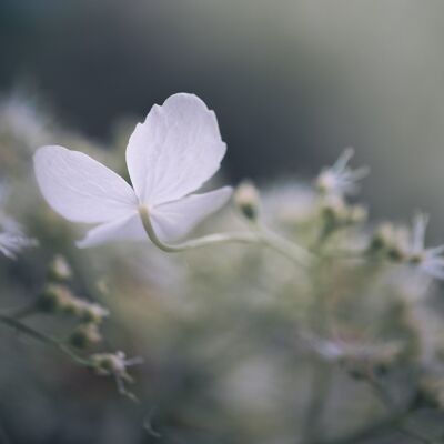 Flower photography print: Summer dream - Large
