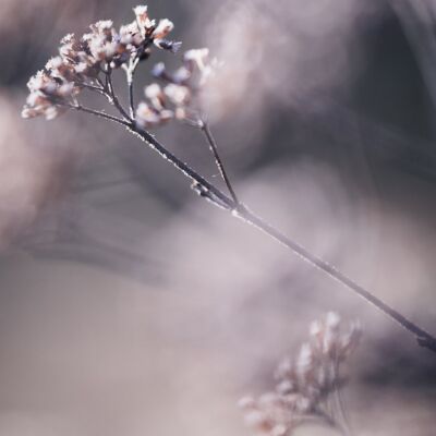 Dried flower photography print: Morning stretch - Small