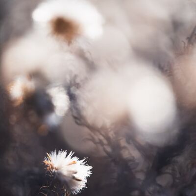 Dried flower photography print: Joining in - Large