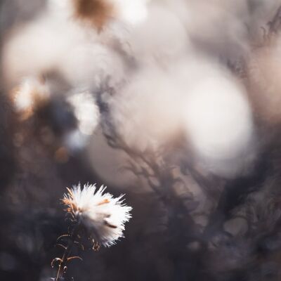 Dried flower photography print: Joining in - X-Large