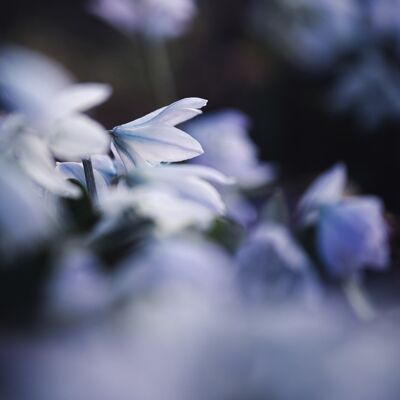 Flower photography print: I found light - Medium