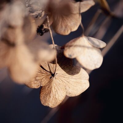 Dried flower photography print: Hanging around - Large