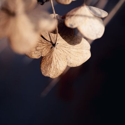 Dried flower photography print: Hanging around - X-Large