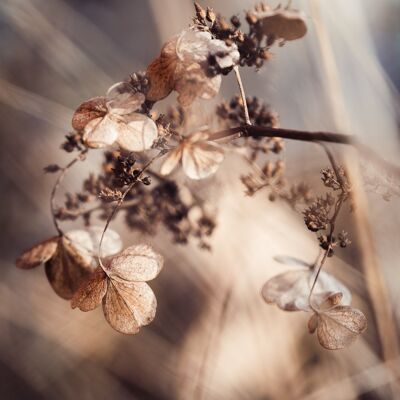 Dried flower photography print: Always pretty - Small