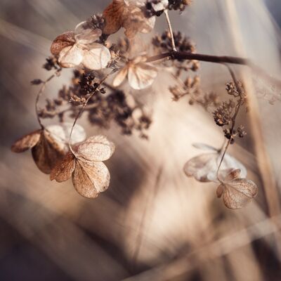 Dried flower photography print: Always pretty - Large