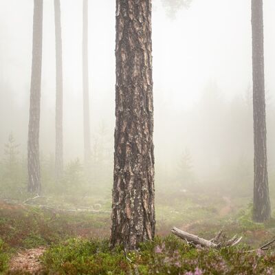 Foggy paths take you places-Medium
