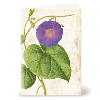 Greeting card with morning glory in a vintage look