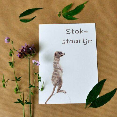 Greeting card Meerkat