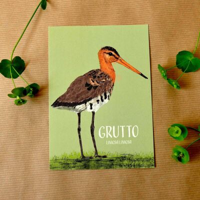 Greeting card Godwit