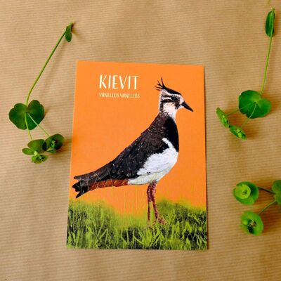 Greeting card Lapwing