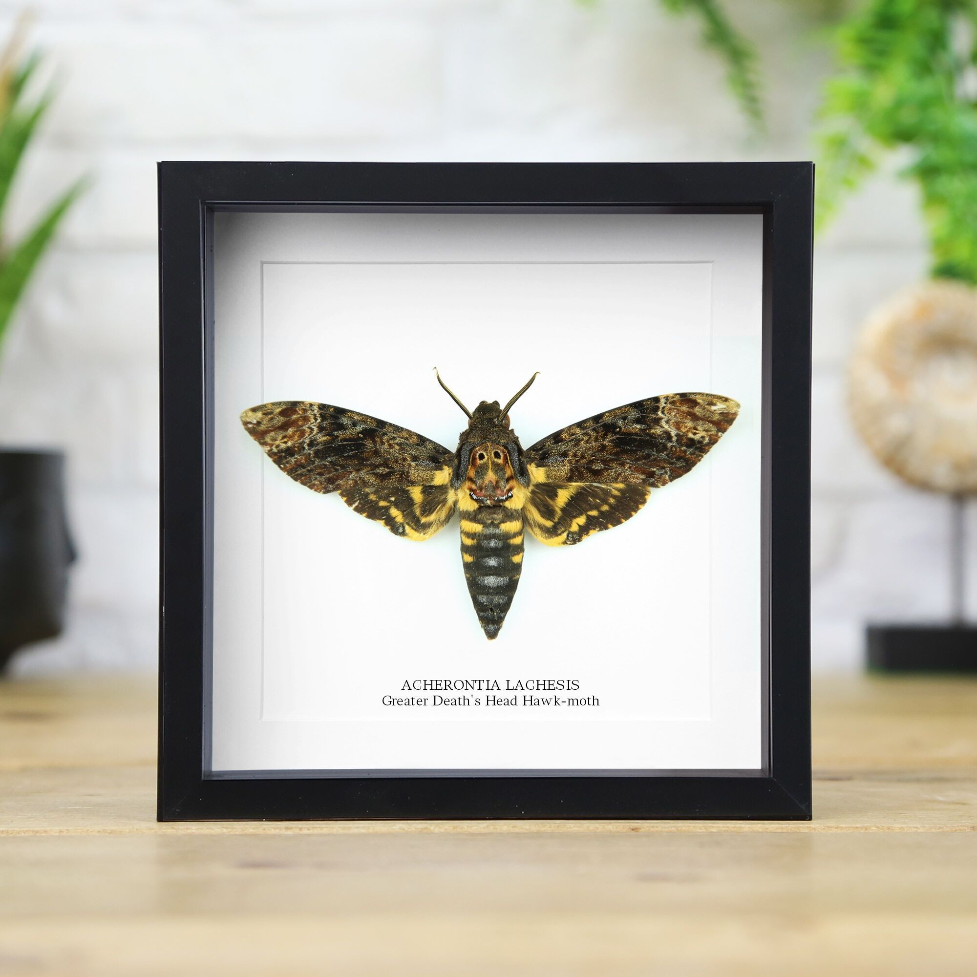 Greater Death's Head Hawkmoth Insect Bug Moth Butterfly Entomology Taxidermy Box Frame Interior Design Modern Display Home Decor Wall Hanging Gift Ornament