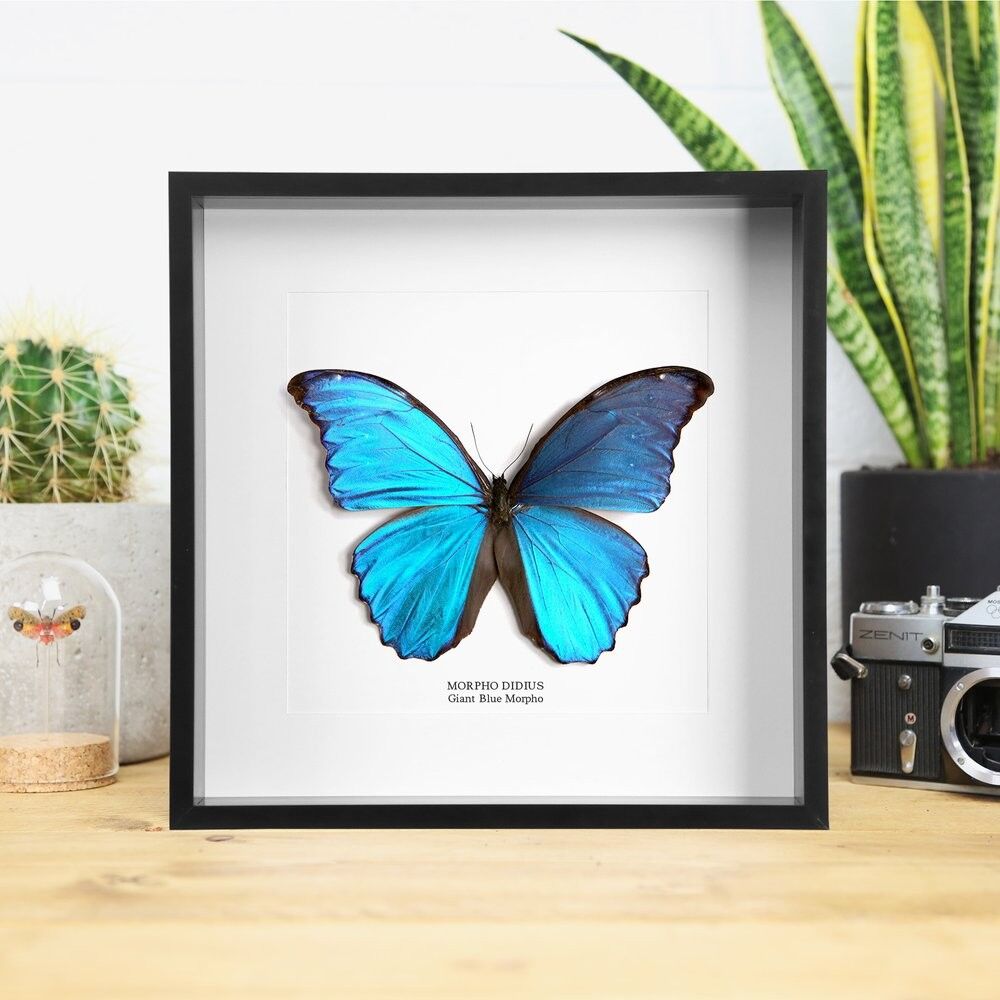 Mariposa gigante enmarcada Morpho azul