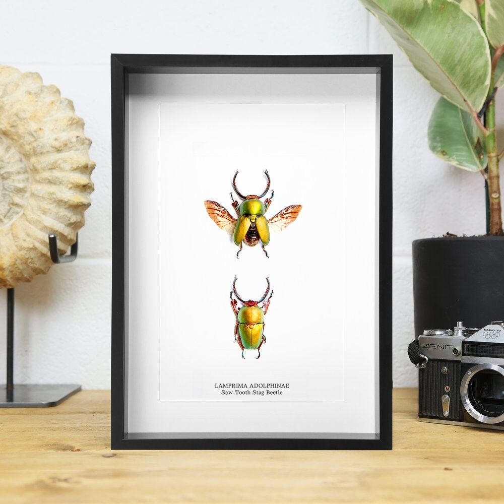 Sägezahn Hirschkäfer Kollektion