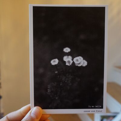 Carte postales photo NB - Fleur de camomille tout en grain