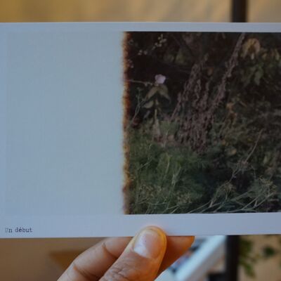 Carte postales Photo couleur - Debut de la pellicule et un parterre