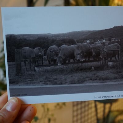 Carte postales photo NB - Des jolies vaches à l'abreuvoir qui discutent tranquillement