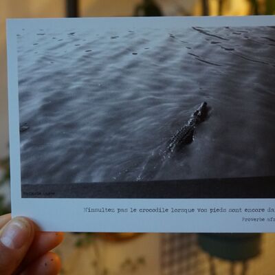 Carte postales photo NB - Crocodile Cote d'ivoire Yamoussoukrou