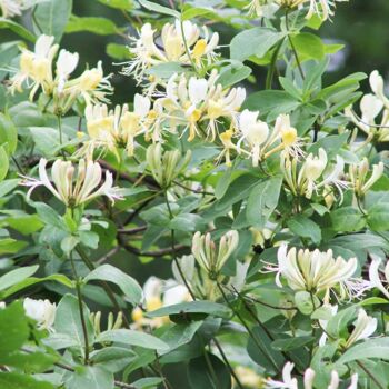 Parfum de Grasse JARDIN LUXURIANT (base chevrefeuille)