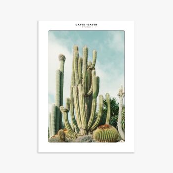 Affiche  30x40- Californian Cactus 1 2