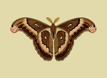 papillon brun 1