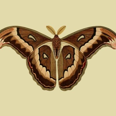 mariposa marrón