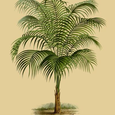 Green palmtree