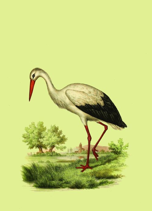 Stork