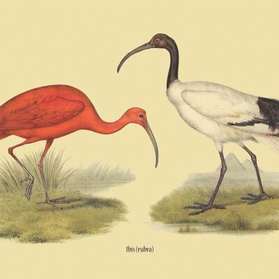Ibis