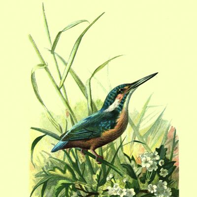 Eisvogel