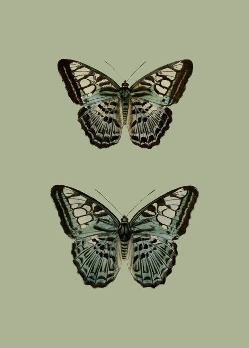Green pair of butterflies