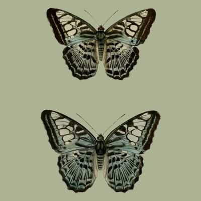 Par de mariposas verdes