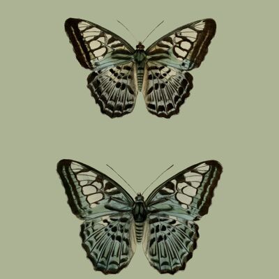 Green pair of butterflies