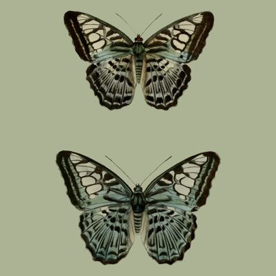 Green pair of butterflies