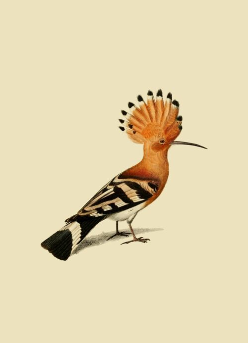 Hoopoe bird