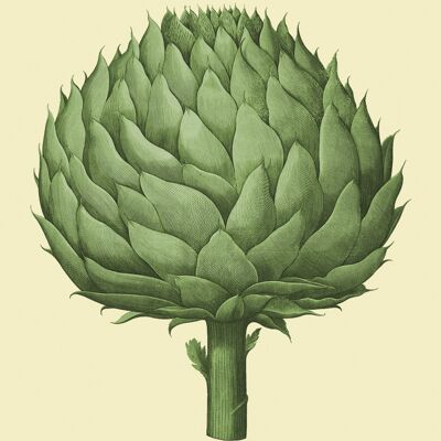 artichoke