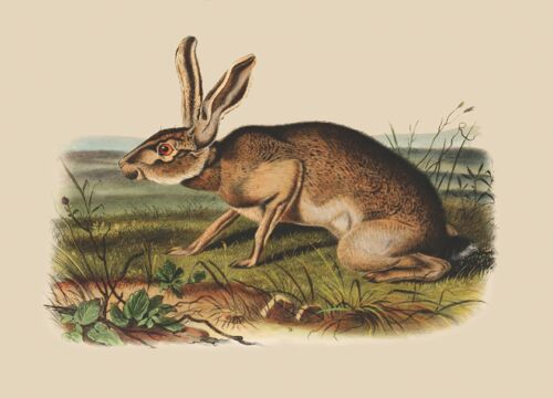 Hare