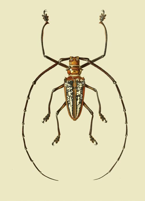 Longhorn Beetle