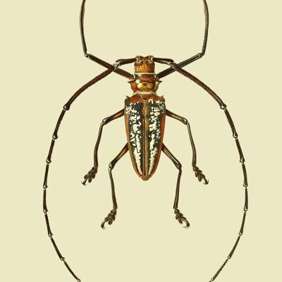 Longhorn Beetle