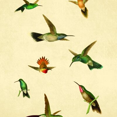 colibríes