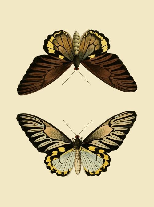 Brown pair of butterflies